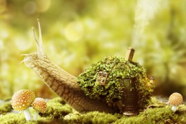 PS合成蜗牛背上的梦幻房子教程(图文教程)